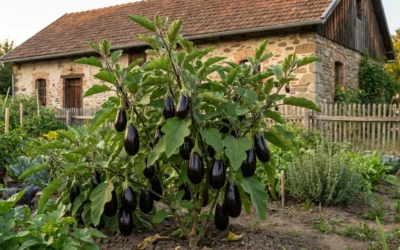 Como Conservar Berinjela na Geladeira e no Freezer