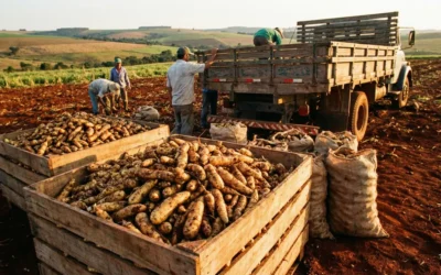 Como Conservar Mandioquinha e Evitar Desperdício